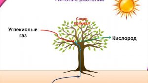 Солнце, растения и мы с вами