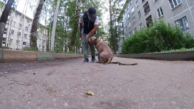 Американский стаффордширский терьер. Дрессировка. Первое занятие. смотреть онлайн