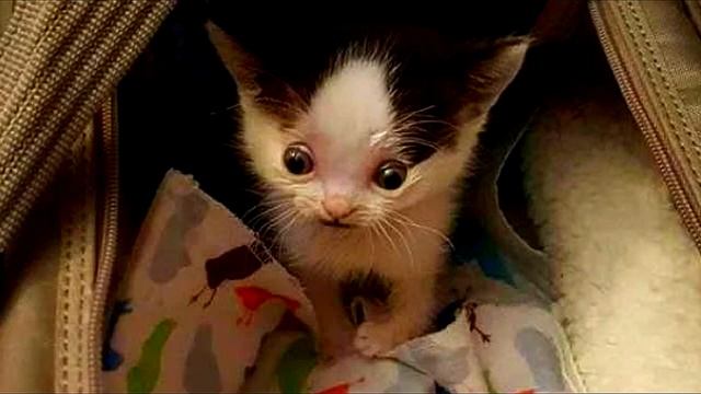 Из за необычной внешности котика никто не хотел брать из приюта смотреть онлайн