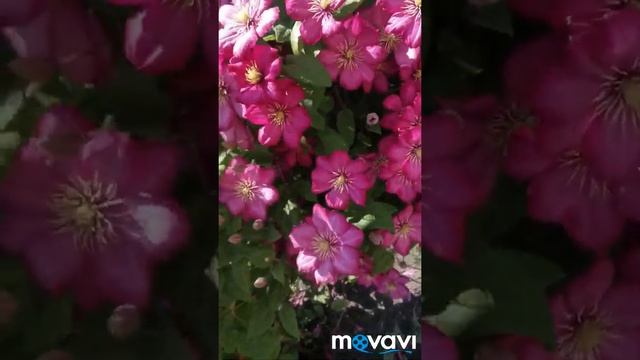 Клематис Виль де Лион, 3-я группа обрезки. смотреть онлайн