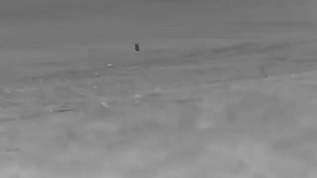 Night Pearl Seer 50 Plus thermal hunting Fox 8 смотреть онлайн