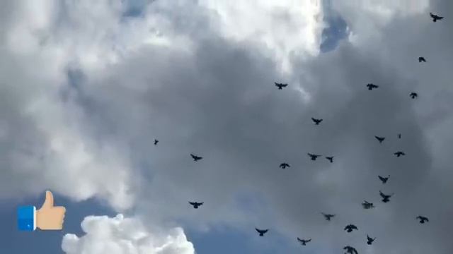 Радостные встречи 2ч...... смотреть онлайн