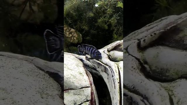 Новое приобретение моего аквариума, пара демасони. Интересные рыбки, яркие и красочные. смотреть онлайн