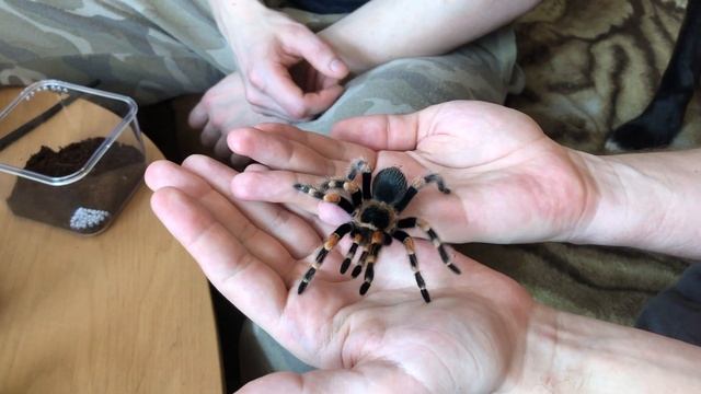 Паук-птицеед и другие экзотические домашние животные не для слабонервных ? смотреть онлайн