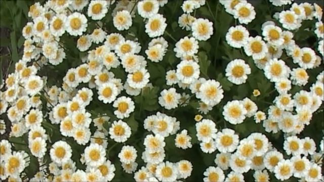 Очень красивый цветок   не знаю как называется