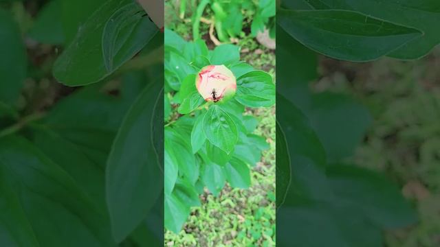Flor de Primavera en Rosa... Paeonia Lactiflora. смотреть онлайн