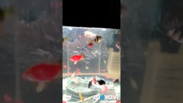 Барбусы. Разные виды! смотреть онлайн