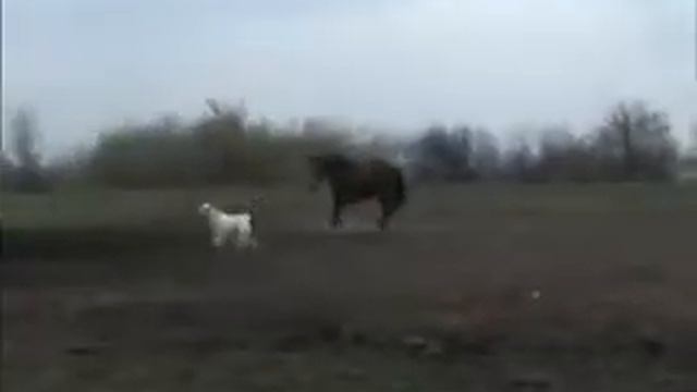 Зверский пастух :) смотреть онлайн