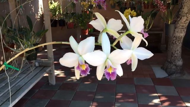 Laelia Anceps Ver Vietchiana blooming in 1/2016 смотреть онлайн