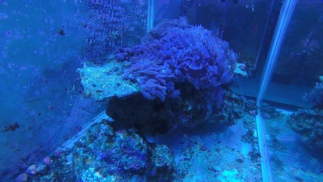 Rock Flower Anemone Babies