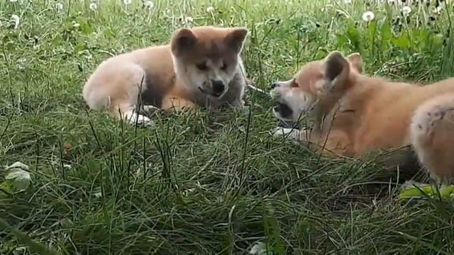 Поиграть бы. смотреть онлайн