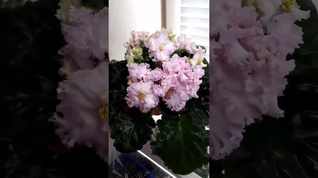 Фиалка DS-Состояние Влюблённости