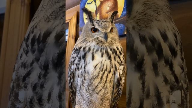 Где всегда хорошая погода ?✨#owl #музейсовушек #филосовия #сова #токсово смотреть онлайн