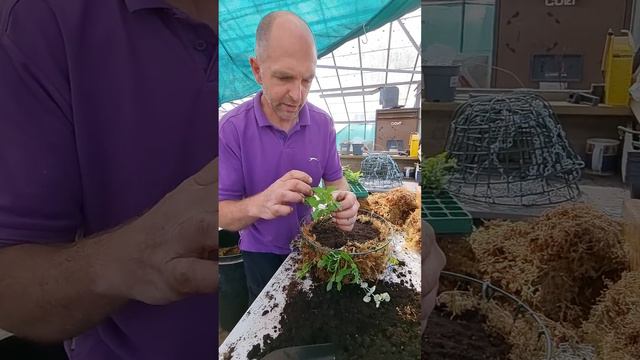 How We Make Hanging Baskets On The Nursery