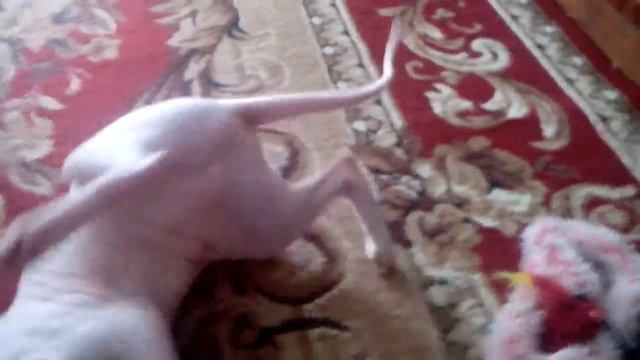 Сфинск Даша смотреть онлайн