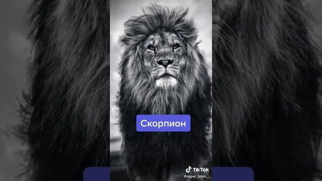 Какое твое тотемное животное) смотреть онлайн