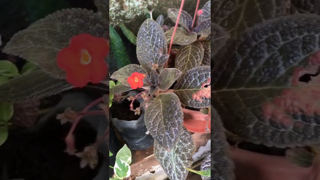 10 Plantas Fáceis de cuidar e se multiplicar rapidamente (Parte1) смотреть онлайн