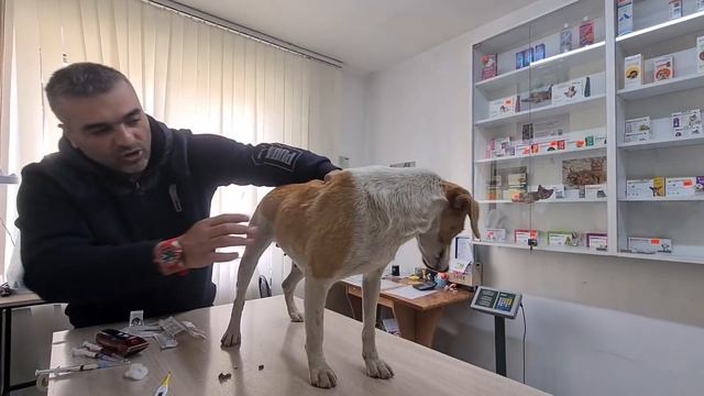 Собака кишит клещами/Она могла погибнуть смотреть онлайн