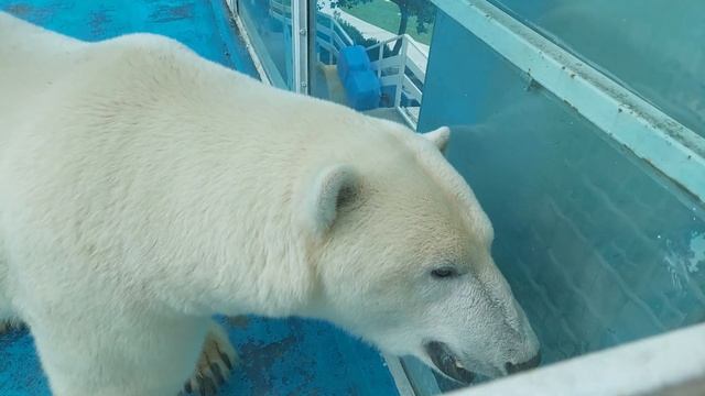 ПОЛНЫЙ ОБЗОР САФАРИ-ПАРКА В ГЕЛЕНДЖИКЕ: КАНАТНАЯ ДОРОГА, ЦЕНЫ 2022, ТЕРРАРИУМ И МЕДВЕДИ ПОД НОГАМИ! смотреть онлайн