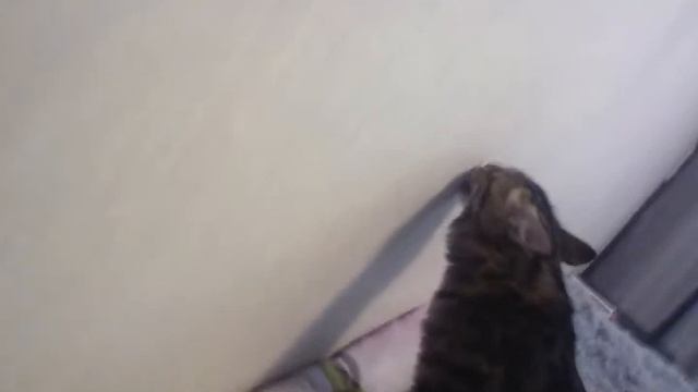 Кот сошёл с ума . смотреть онлайн