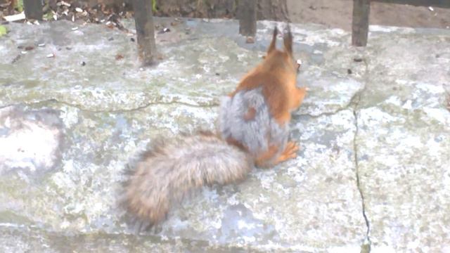 20 05 17 Парк Кусково смотреть онлайн