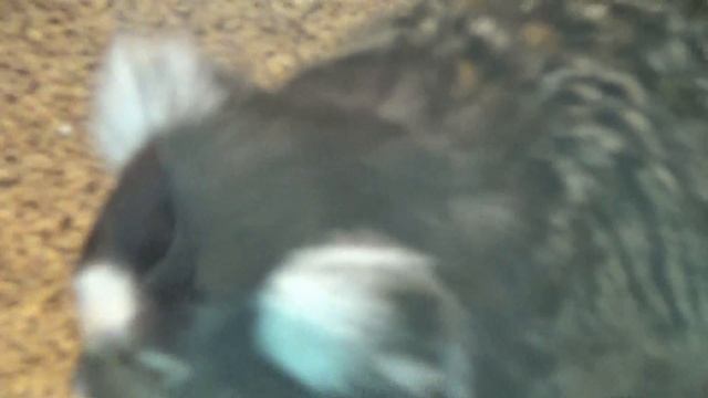 Карликовая белоухая игрунка - YouTube смотреть онлайн