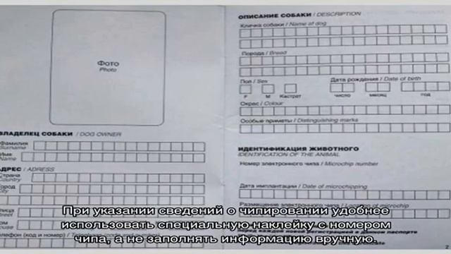 Советы для владельцев кошек и собак