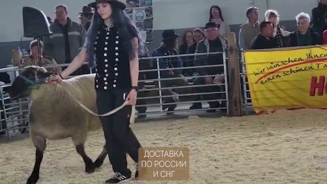 Аукцион элитных овец Суффолк Немецкой селекции в Германии! Продажа элитных овец в России! смотреть онлайн