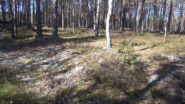 В осеннем лесу смотреть онлайн