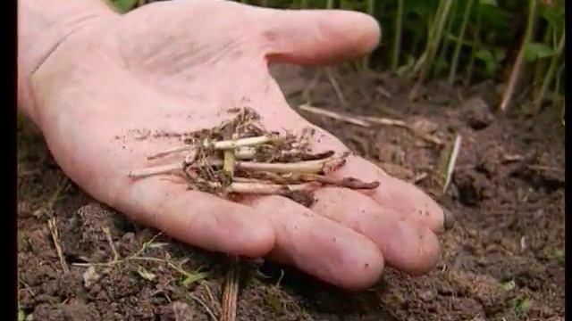Wildkräuter im Garten - erster Film über die Delikatessen am Wegesrand (1994) смотреть онлайн