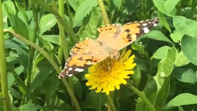 Красивое Видео?Бабочка Пьет Нектар ! Макро видео ! butterfly beautiful video смотреть онлайн