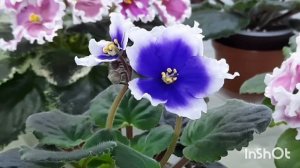 Обзор цветущих фиалок с названием сорта! Декабрь 2022г.