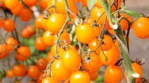 ТОМАТ ЧЕРРИ ВИШНЯ самые сладкие томаты (желтая, красная, янтарная)