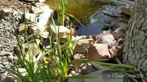 Бюджетный пруд с водопадом  своими руками
