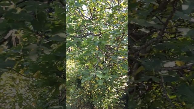 Заброшенный санаторий Солнечный. Алупка. Часть 2 смотреть онлайн