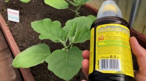 ПРОБЛЕМЫ БАКЛАЖАН. ПОЧЕМУ ЖЕЛТЕЮТ ЛИСТЬЯ У БАКЛАЖАН. Чем подкормить. Как формировать баклажаны.