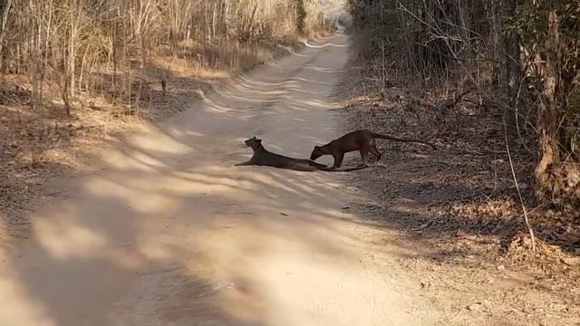 Фоссы на Мадагаскаре смотреть онлайн