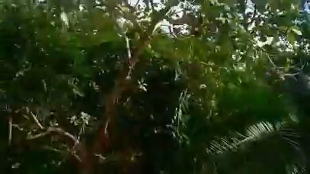 Джунгли Самуи через объектив камеры!!! смотреть онлайн