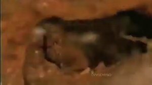 #бесстрашный #прикол #угар2019 Медоед - отморозок животного мира