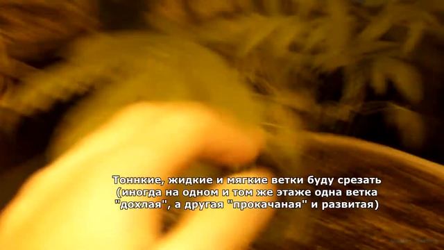 HashBerry-репорт 01/11: Полив и замер дренажа Подрезка веток и коррекция листьев смотреть онлайн