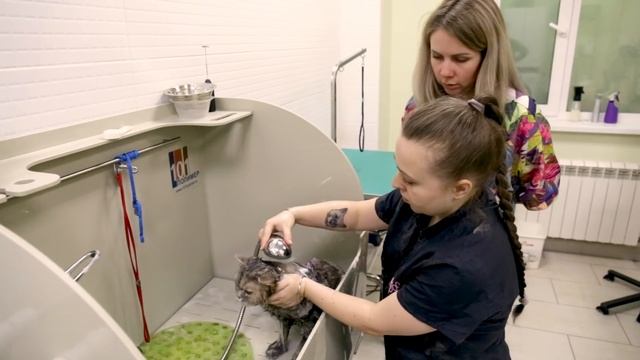 Как помыть кота, груминг кошек дома смотреть онлайн