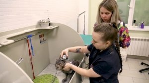 Как помыть кота, груминг кошек дома