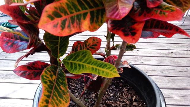 Croton - Codiaeum HD 03 смотреть онлайн