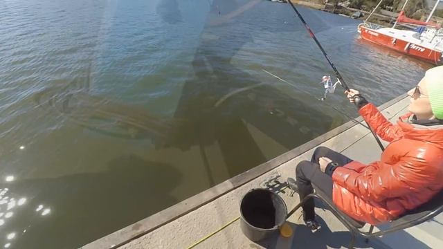 Ловля пеленгаса в Таганроге. PelengasGO.