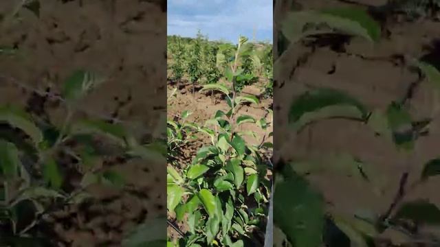 Интенсивный яблоневый сад, сорт Ред Чиф Камспур. смотреть онлайн