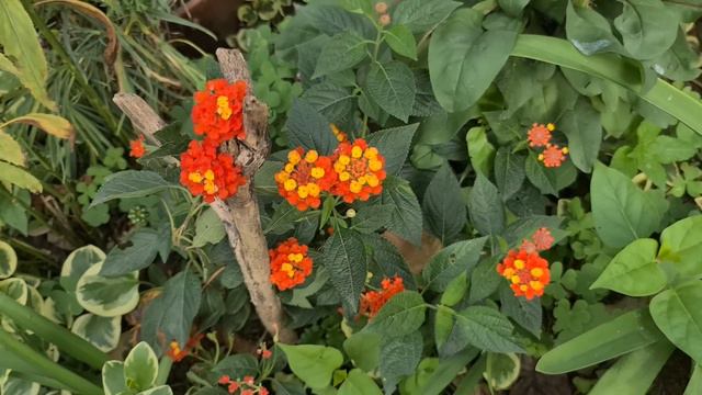 İpekotu (Asclepias) Çiçeği, Frambuaz Bahçem