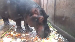 Кормление бегемота