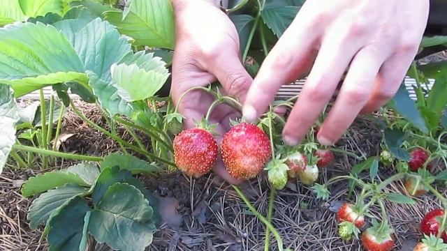 Земклуника. Сорт Кокинская отборная. Верхозин Юрий. смотреть онлайн