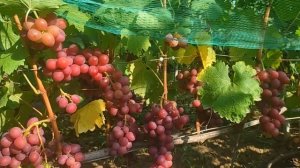 Виноград Пёстрый 08 08 2023