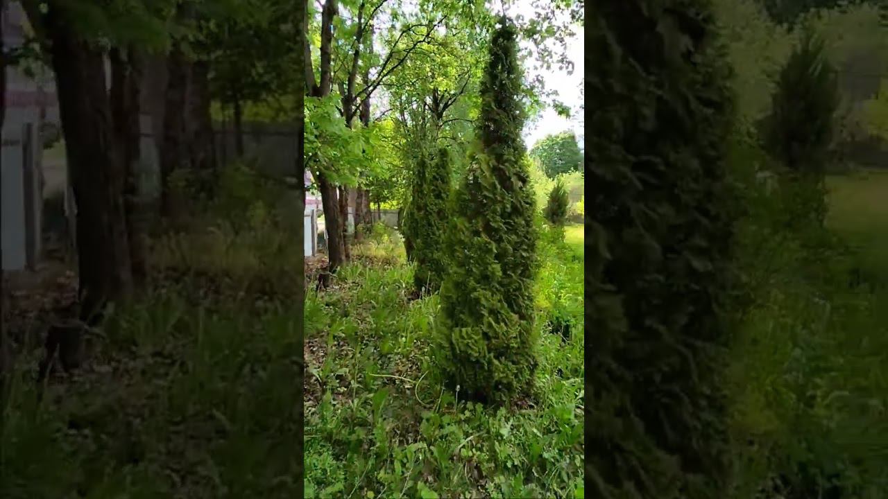 Участок Первомайская ул. Звенигород 18.5 сот. ИЖС смотреть онлайн